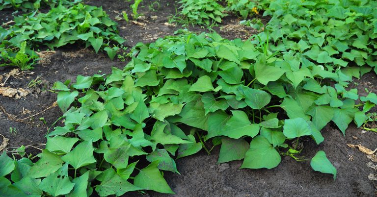 8 Best Companion Plants For Sweet Potatoes - Featured image
