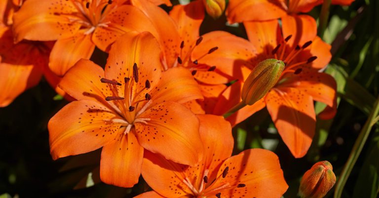 Best Fertilizer For Tiger Lilies - Featured image