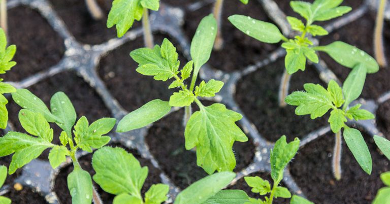 How To Grow Tomatoes From Seed - Featured image