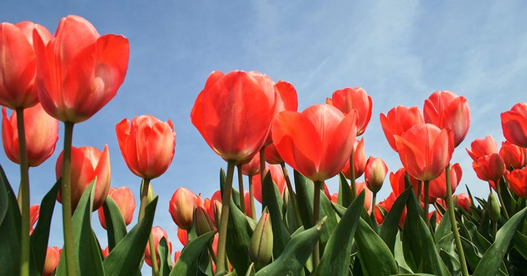 10 Tips for Planting Bulbs in the Fall for Spring Blooms - Featured image