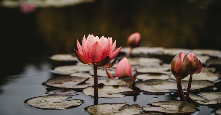 10 Important Gardening Tips For Taking Care Of Pond Plants - Featured image