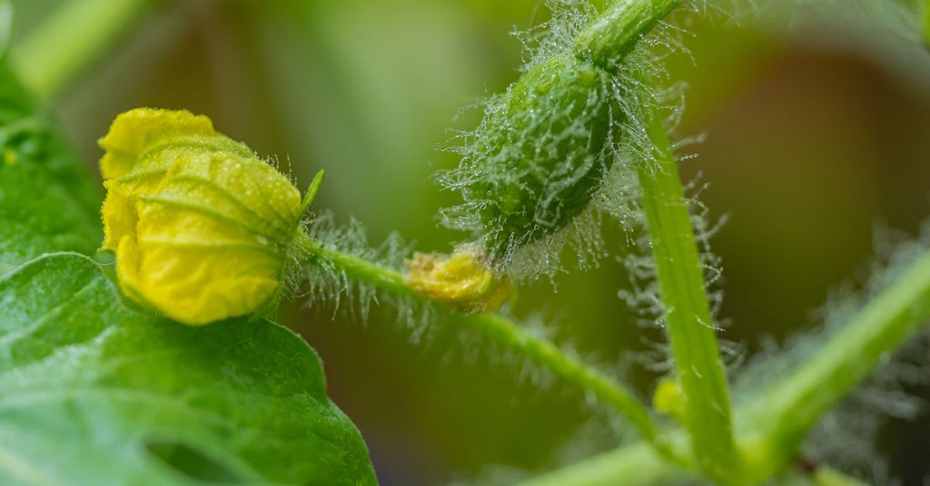 Why Your Watermelons Are Dropping Flowers - Featured image