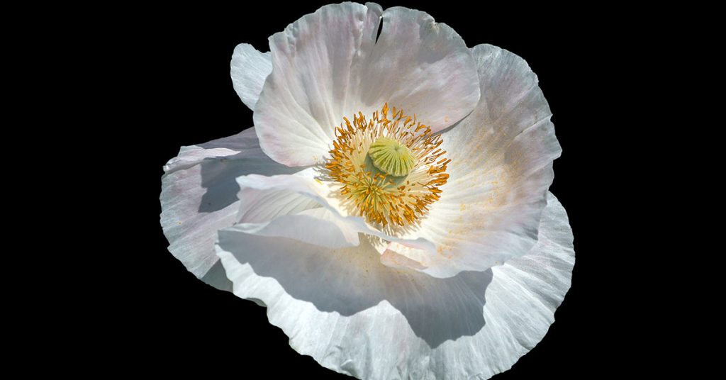 white poppy