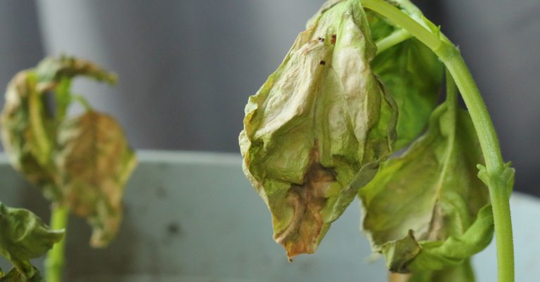 Why Is My Basil Wilting? - Featured image