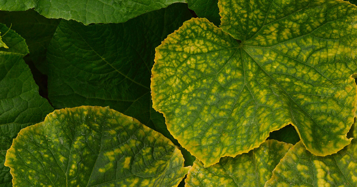 yellow cucumber leaves
