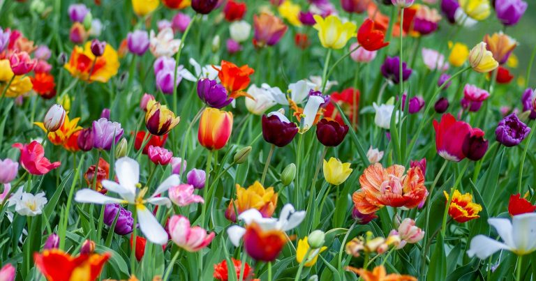 10 Flowers That Bloom in April - Featured image