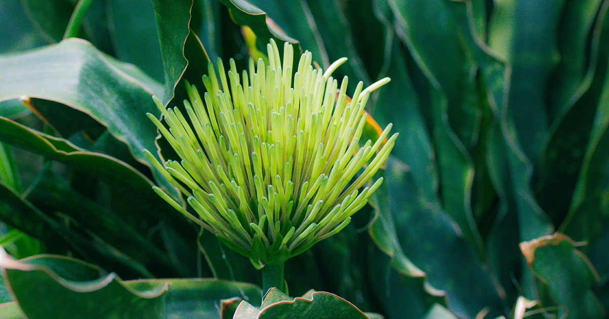 Sansevieria Kirkii Growing and Care Guide