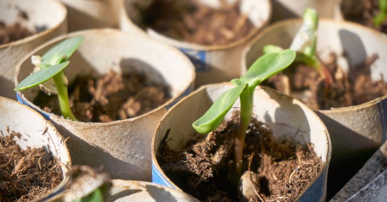 When To Plant Sunflowers In Zone 2 - Featured image