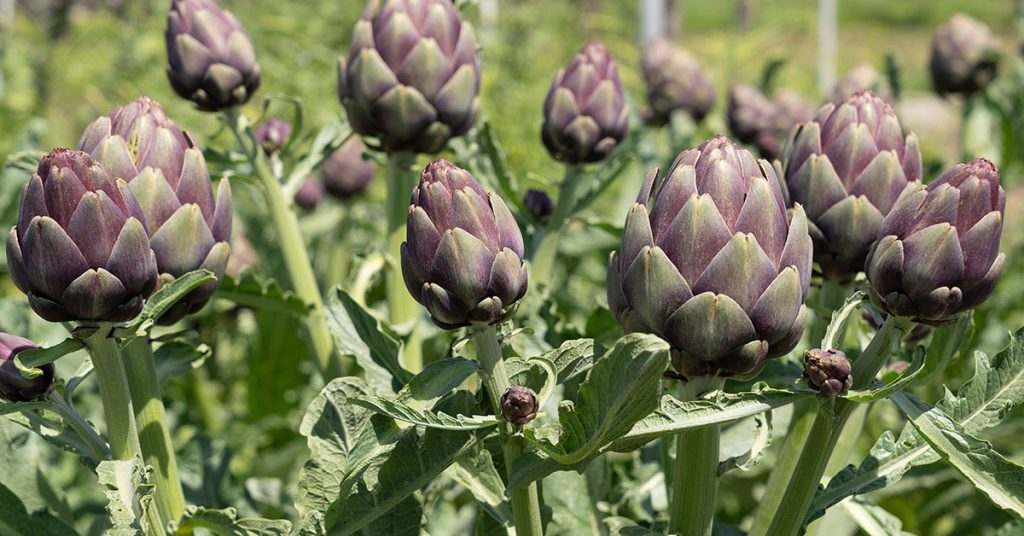 Artichokes