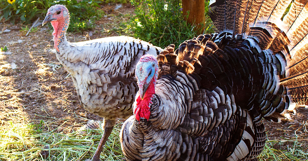 Narragansett Turkeys