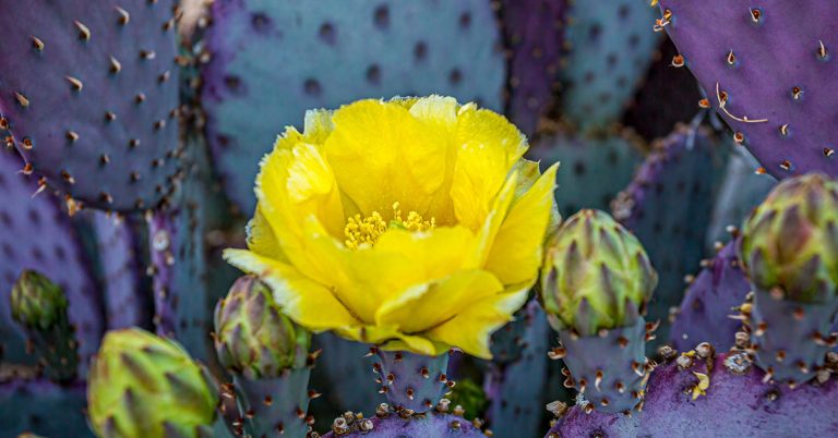 Purple Cactus Varieties: Popular Purple Cacti - Featured image
