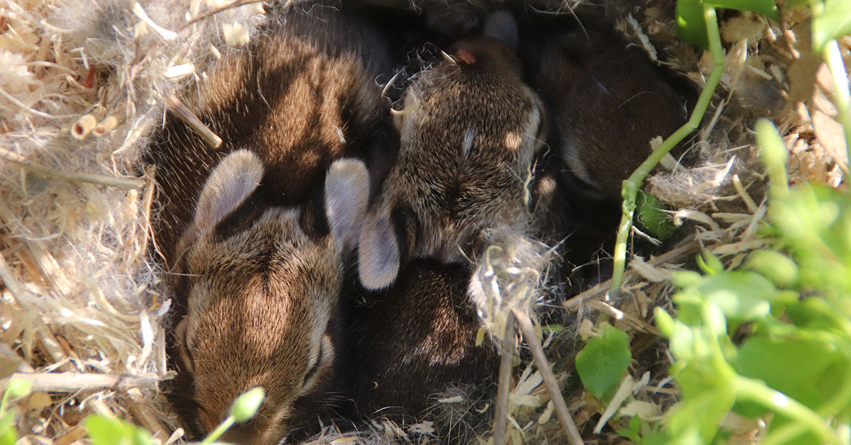 baby bunnies in a nest
