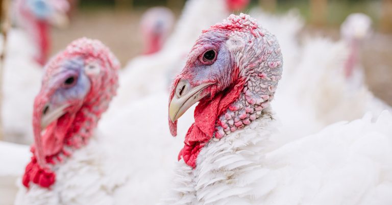 Broad Breasted White Turkey Care Guide - Featured image