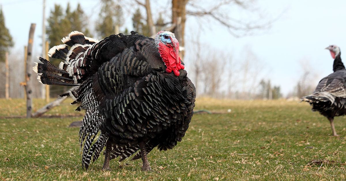Bronze Turkey Breed & Care Guide The Garden Magazine