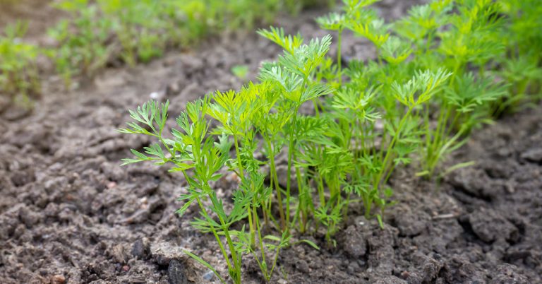 When To Plant Carrots In Texas - Featured image