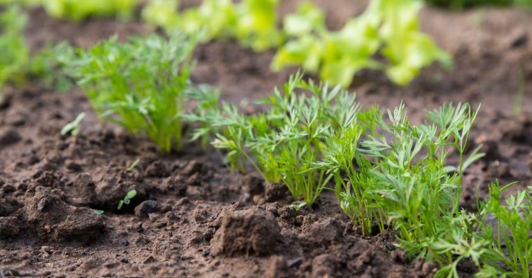 Best Fertilizer For Carrots | When To Feed Your Carrots - Featured image