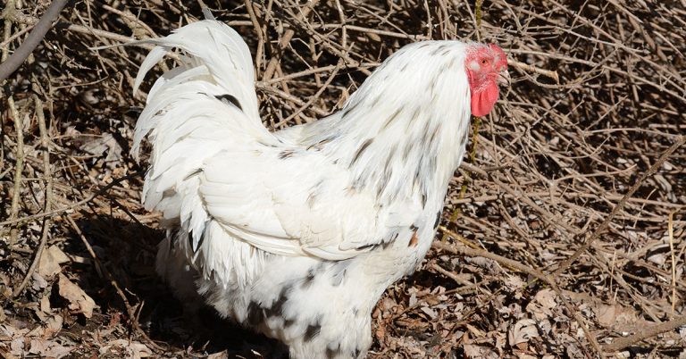 Chantecler Chicken Breed & Care Guide - Featured image
