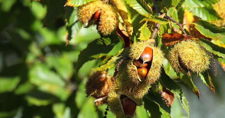 7 Trees That Grow Edible Nuts - Featured image