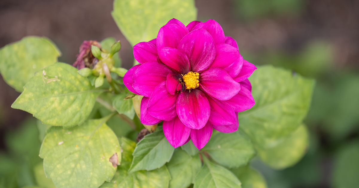 dahlia with yellow leaves