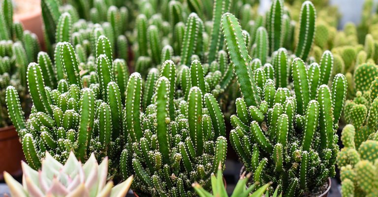 Fairy Tale Cactus: Growing & Care Guide - Featured image