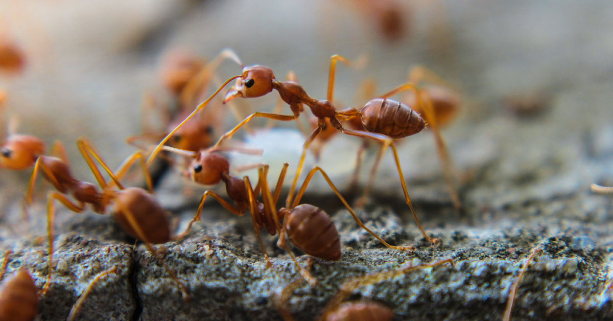 fire ants