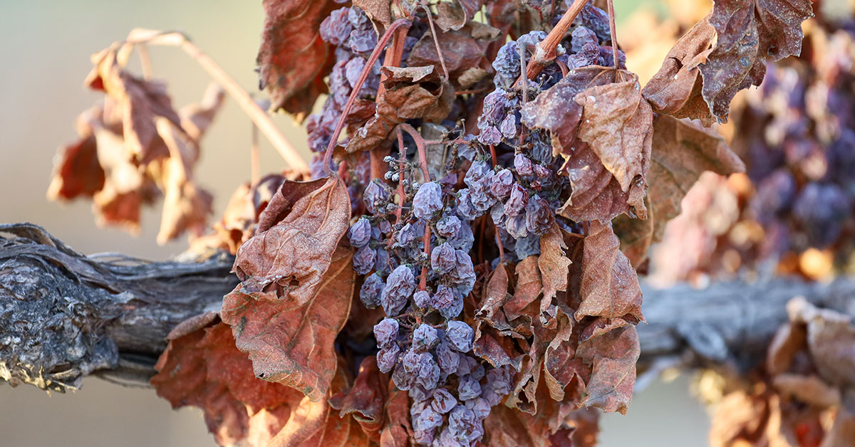 Why Are My Grape Leaves Turning Brown? The Garden Magazine