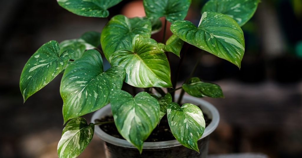 Homalomena Care & Growing Guide The Garden Magazine