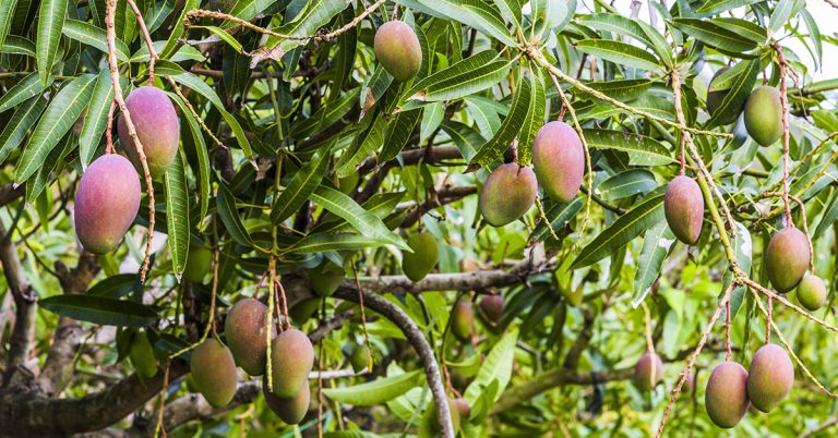19 Fruit Trees That Grow In Zone 10 - Featured image