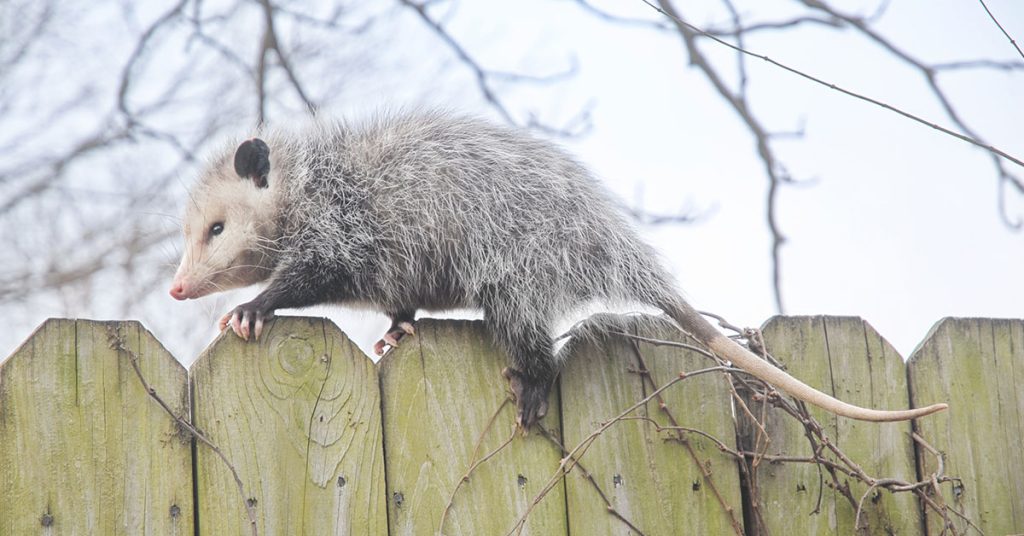 Opossums: Why You Should Welcome Them! - The Garden Magazine