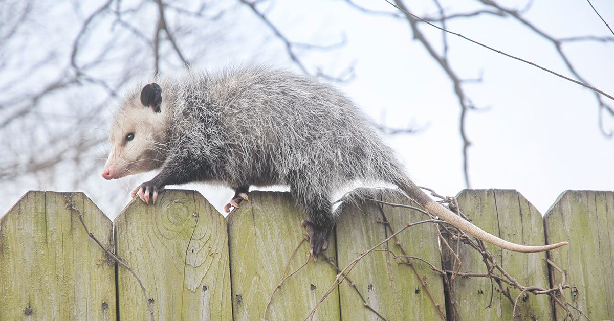 Opossums: Why You Should Welcome Them!