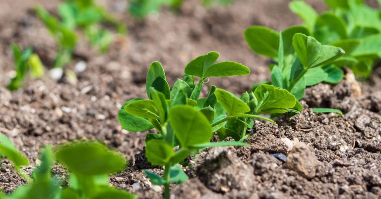 When To Plant Peas In Zone 1 - Featured image