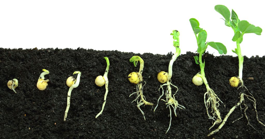 When To Plant Peas In Zone 6 The Garden Magazine