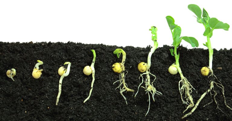 When To Plant Peas In Zone 10 - Featured image