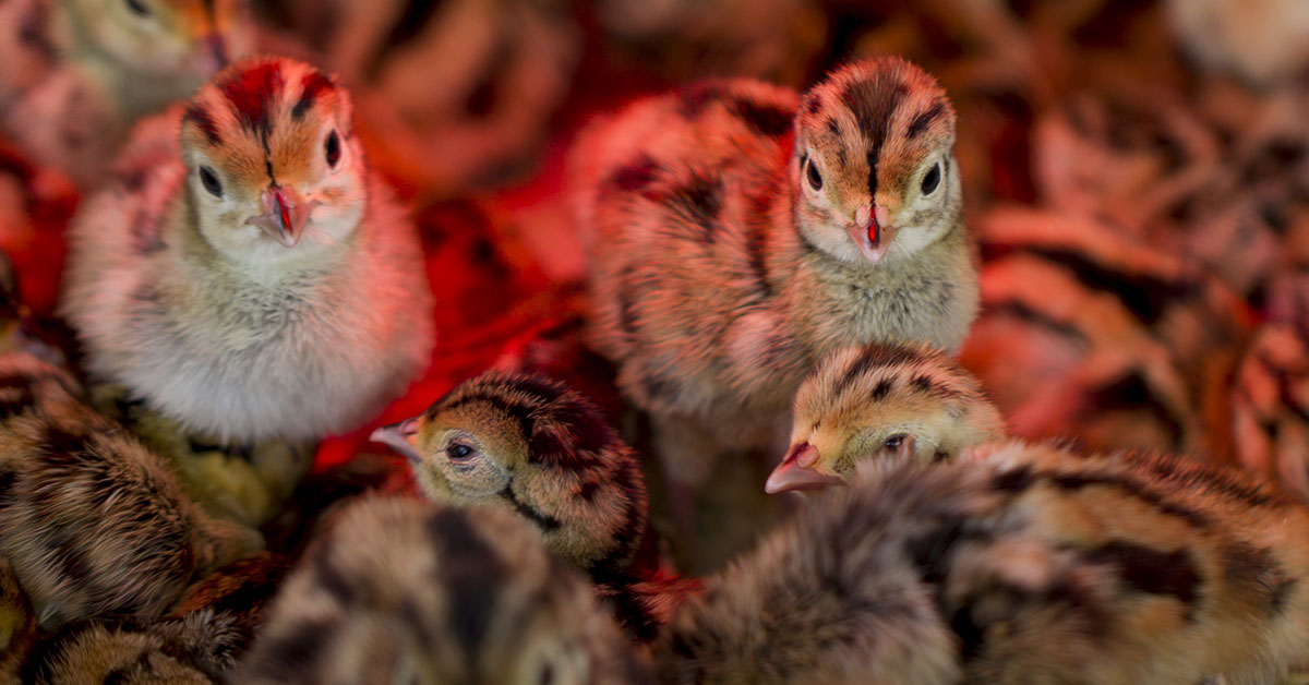 pheasant chicks
