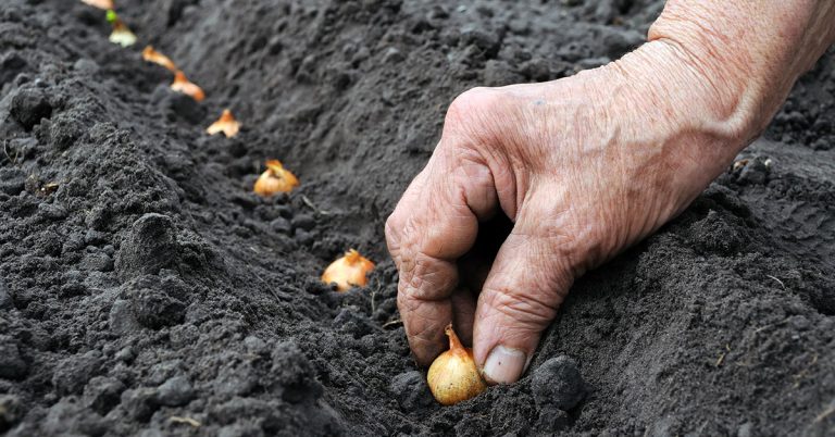 When to Plant Onions in Arkansas - Featured image