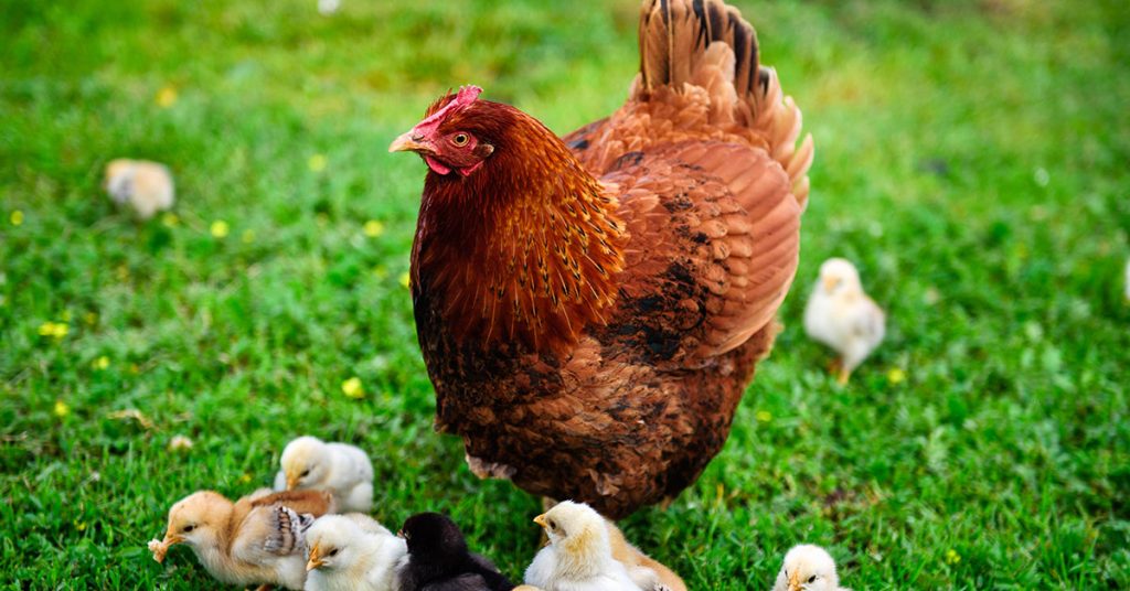Rhode Island Red Chicken Care Guide The Garden Magazine