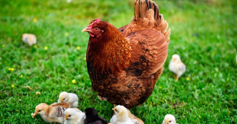 Rhode Island Red Chicken Care Guide - Featured image