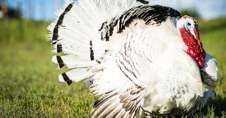 Royal Palm Turkeys Breed & Care Guide - Featured image