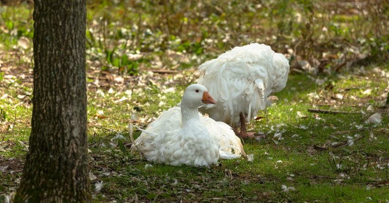 Sebastopol Geese Breed & Care Guide - Featured image