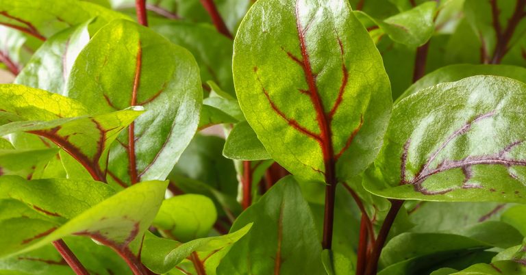 15 Perennial Vegetables & Herbs You Can Grow in Pots - Featured image