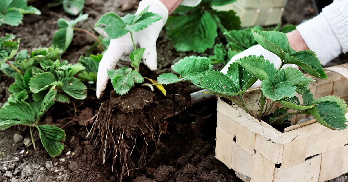strawberry plant
