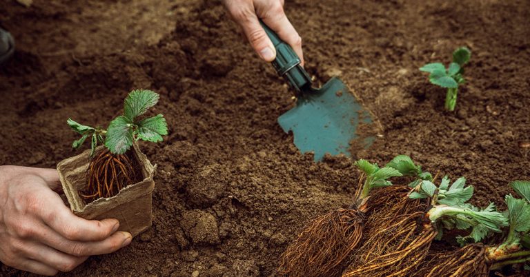 When To Plant Strawberries In Zone 2 - Featured image