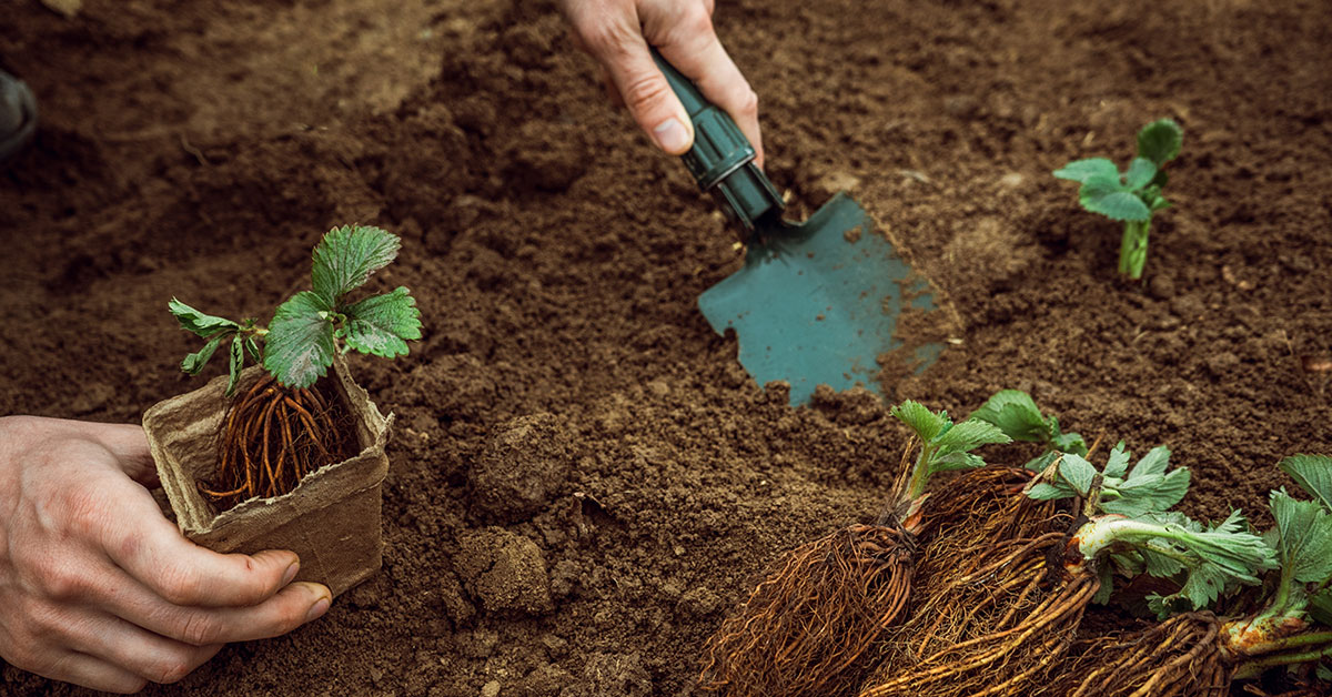 when-to-plant-strawberries-in-zone-5-the-garden-magazine