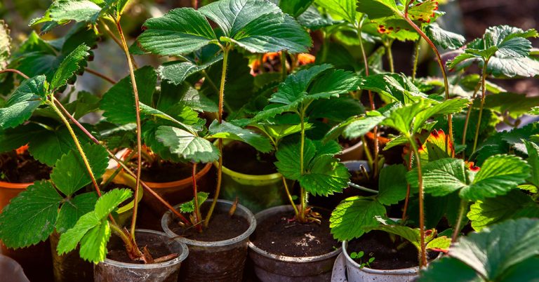 When To Plant Strawberries In Zone 1 - Featured image