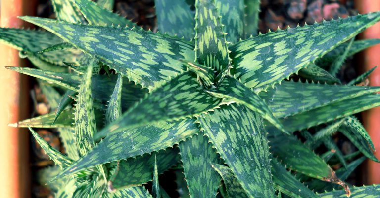 Firecracker Aloe Planting, Care, & Propagation Guide - Featured image