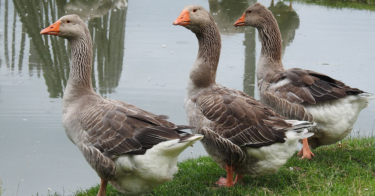 toulouse geese