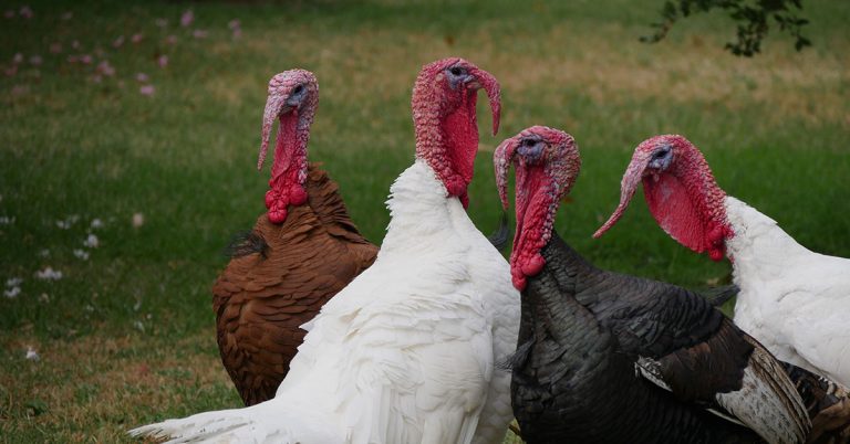 7 Best Turkey Breeds For Backyard Farmers - Featured image
