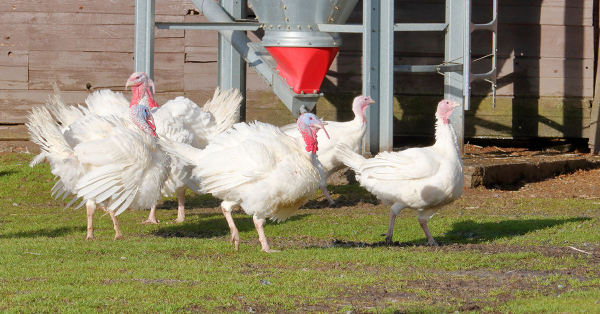 white holland turkeys
