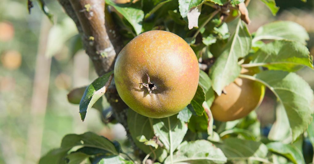 Cox's Orange Pippin apples
