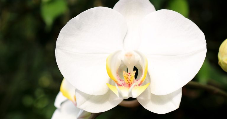 Phalaenopsis Amabilis Orchid Care Guide - Featured image